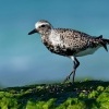 Kulik bledy - Pluvialis squatarola - Grey Plover o2201